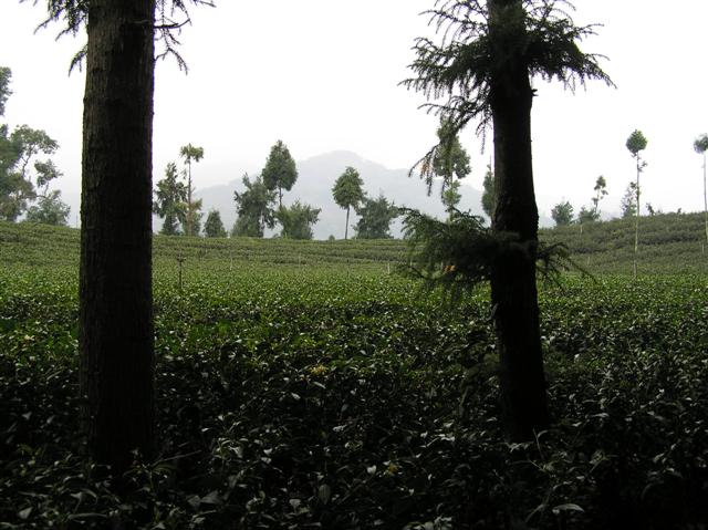 A field of tea